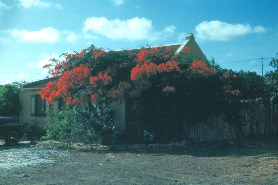 Ost03Bougainvillea.jpg