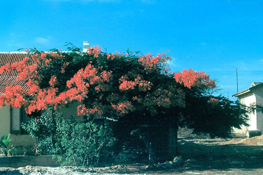 Ost04Bougainvillea.jpg