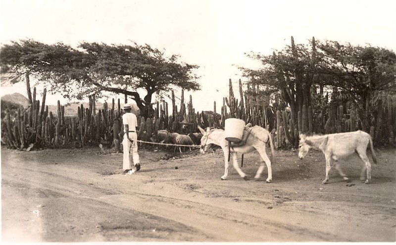 1938cunucumanwdonkeys.jpg