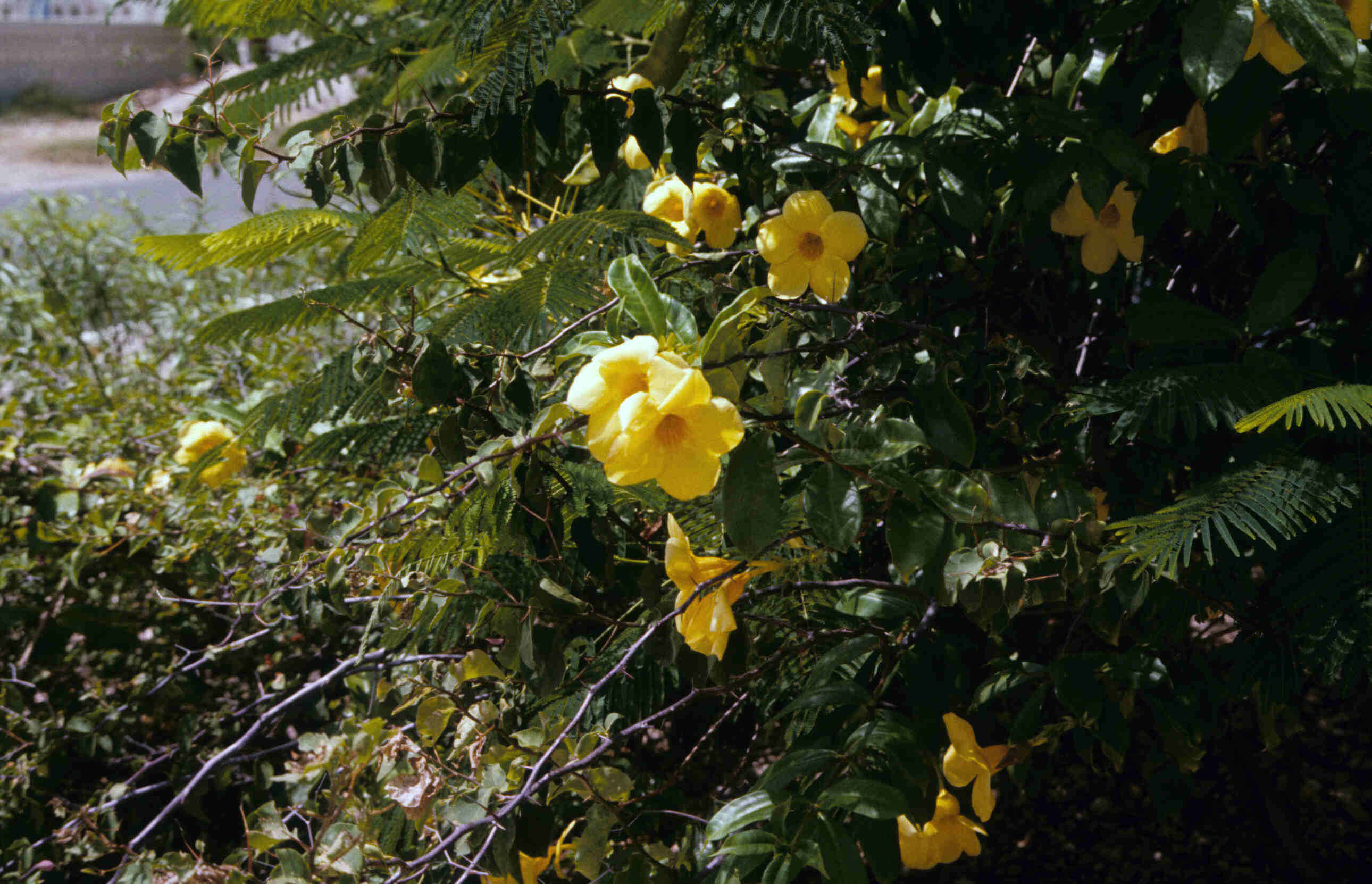 ALAMANDA_0016.jpg