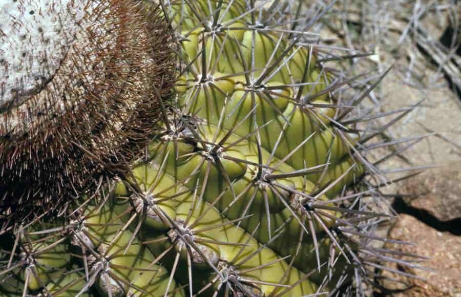 CACTUSBARRELJensen_0013.jpg