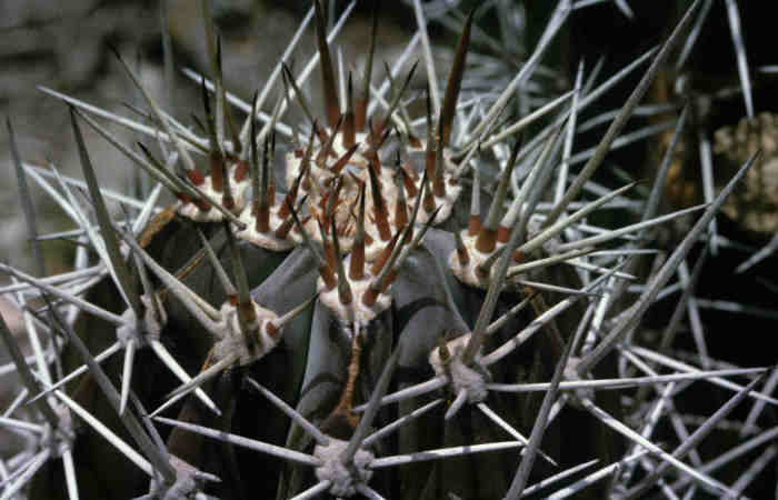 CACTUS_0028.jpg