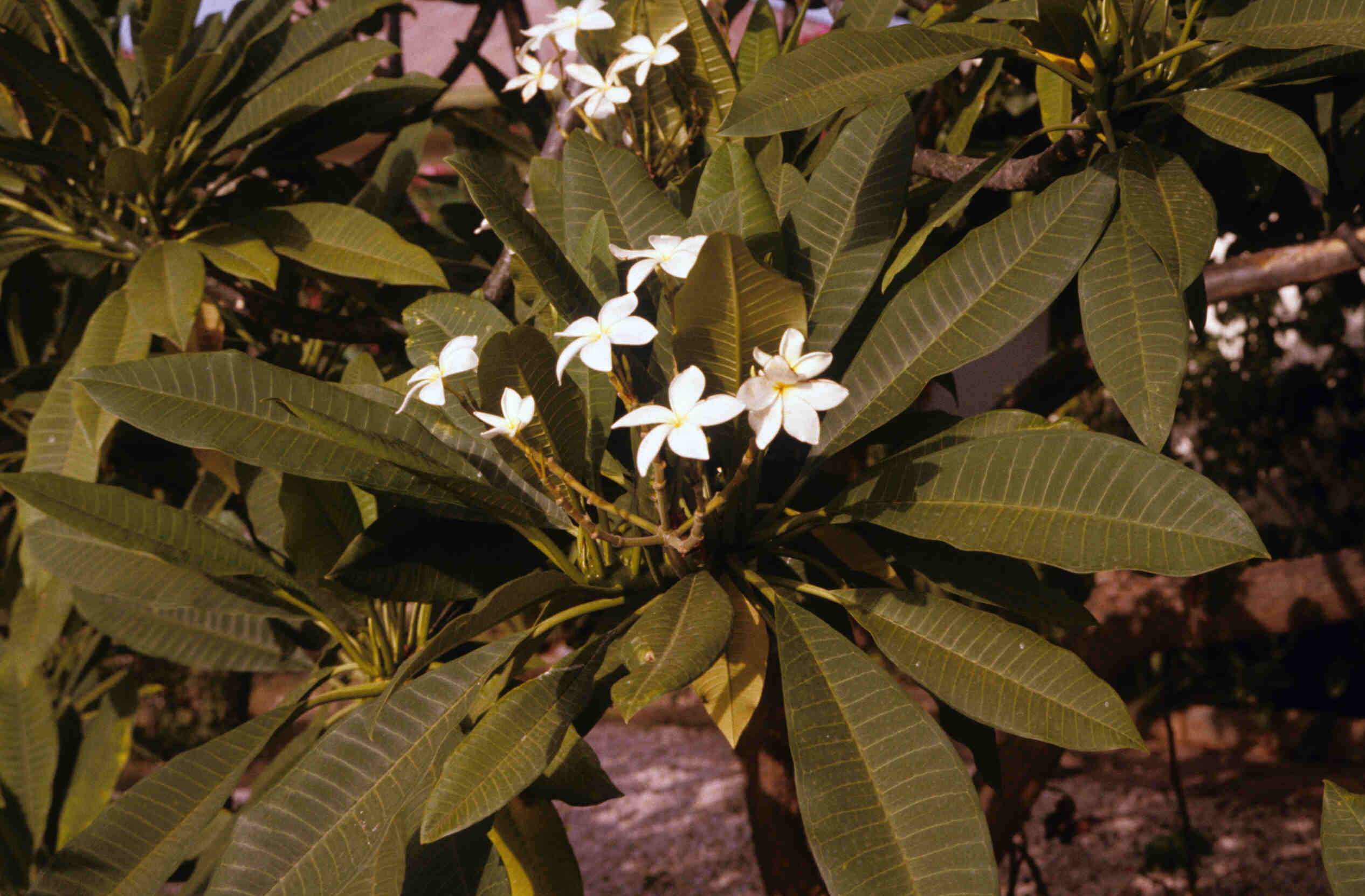 FRANGIPANI_0036.jpg