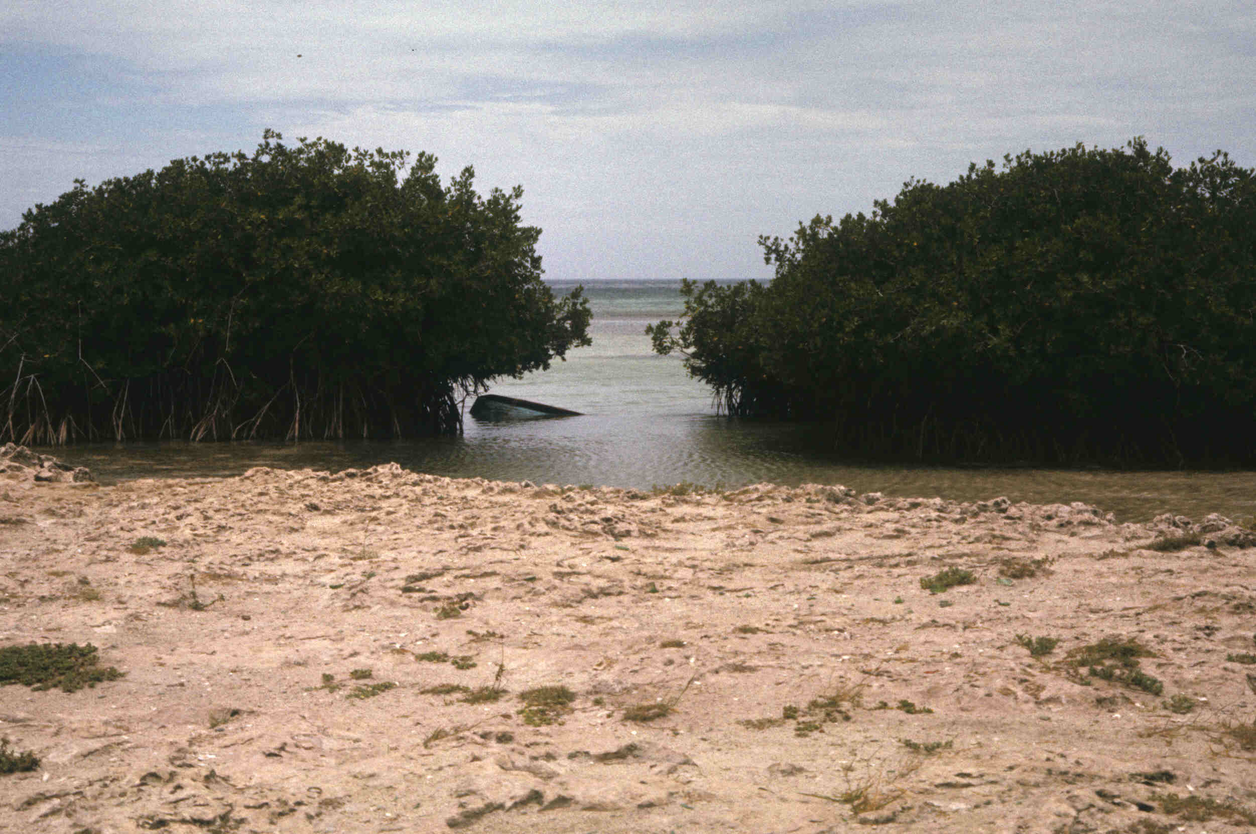 MANGROVE_0048.jpg