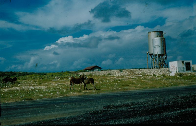 a_aruba_11_golf_club.jpg