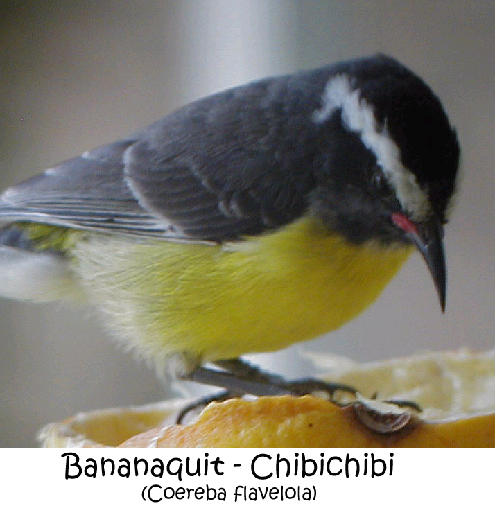 Bananaquit annot.jpg