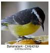 bananaquitannot.jpg