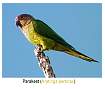 parakeetannot.jpg