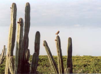 aruba 2005 burrowing owl